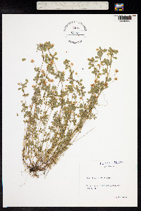 Trifolium dubium image