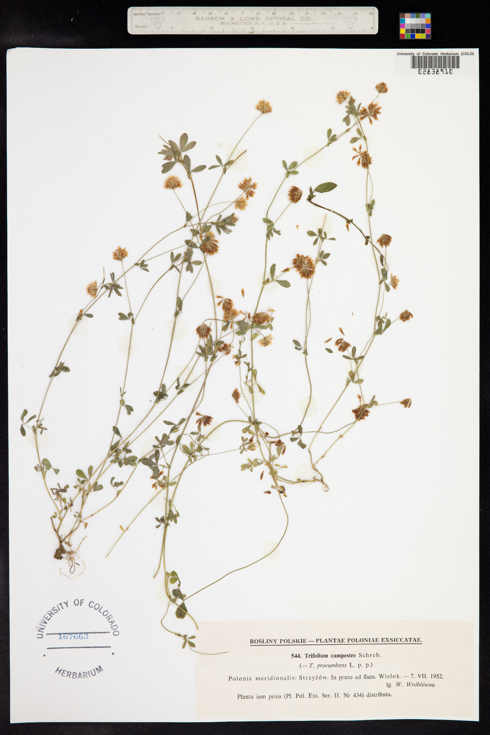 Trifolium campestre image