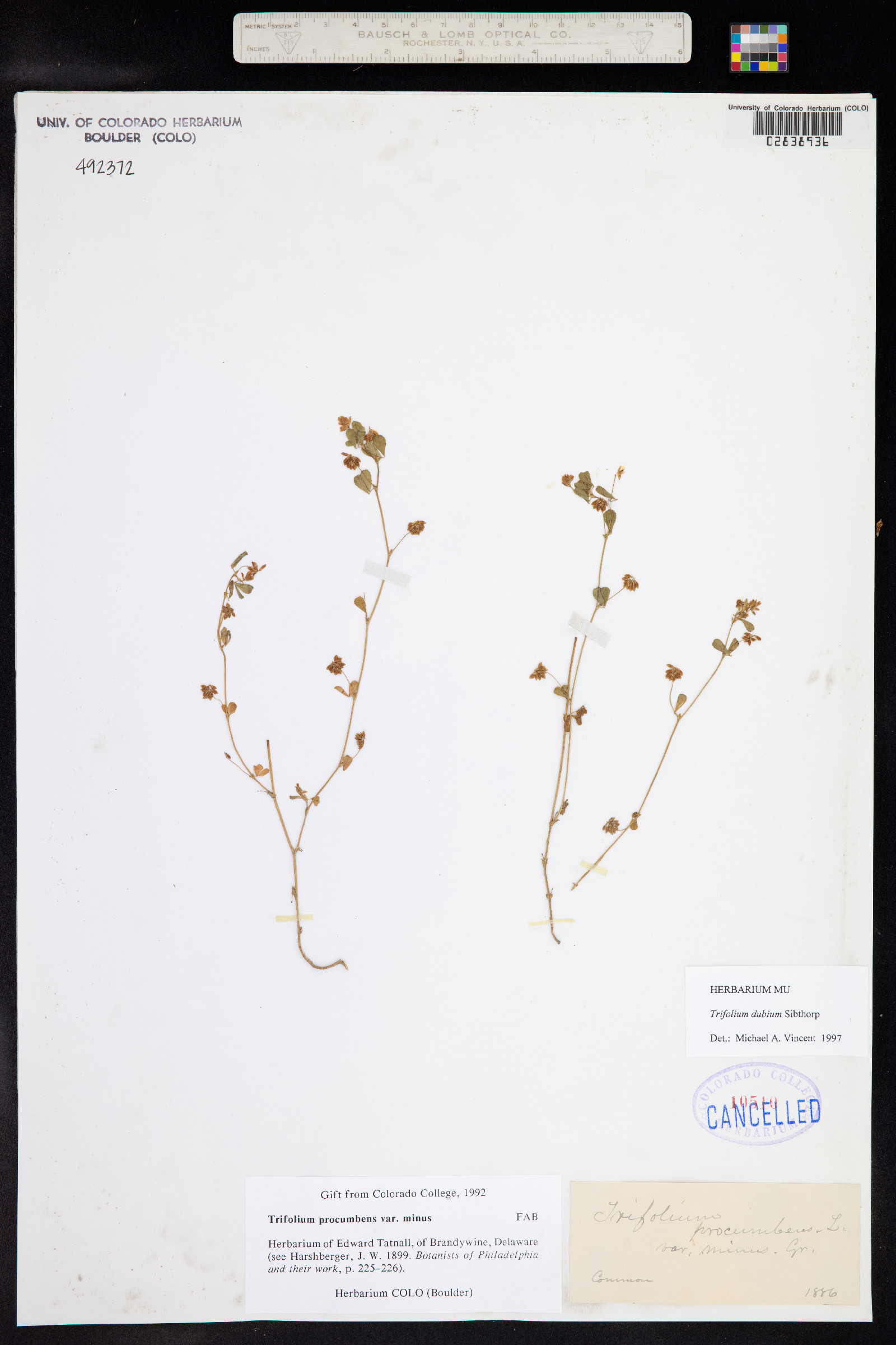 Trifolium dubium image