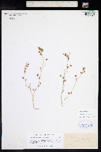 Trifolium dubium image