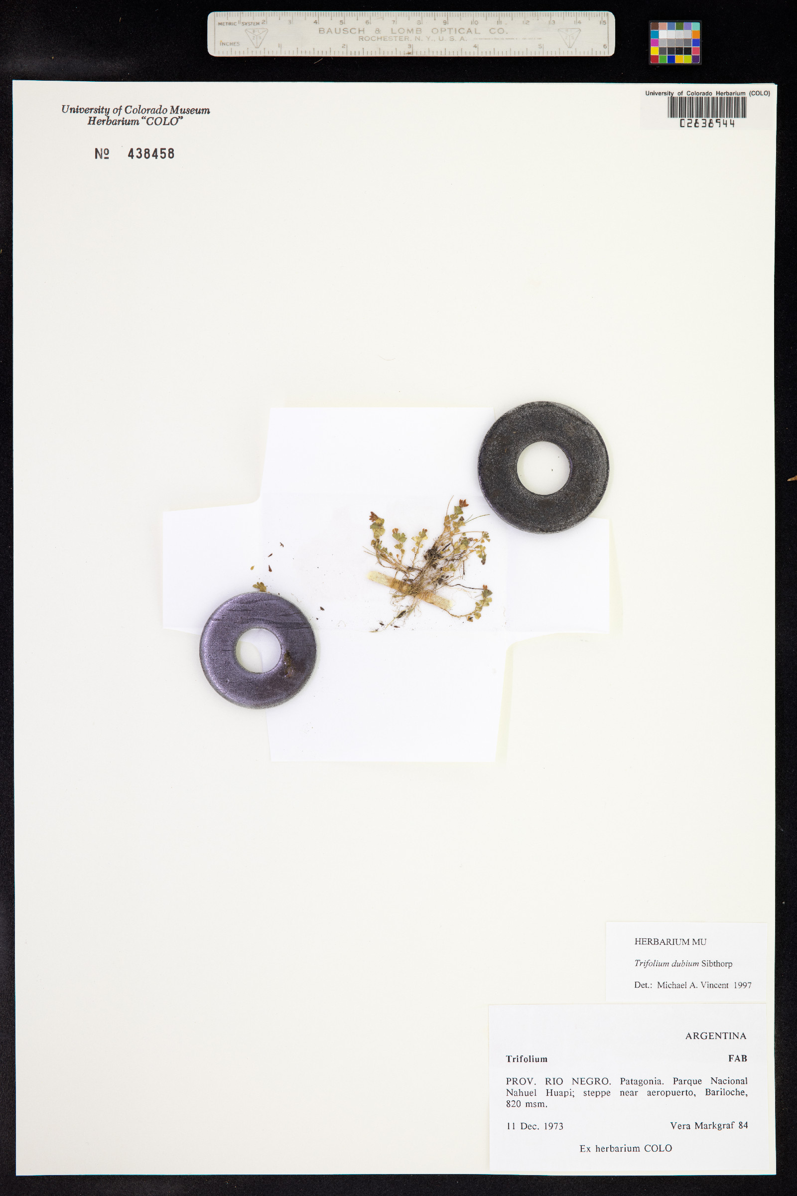 Trifolium dubium image