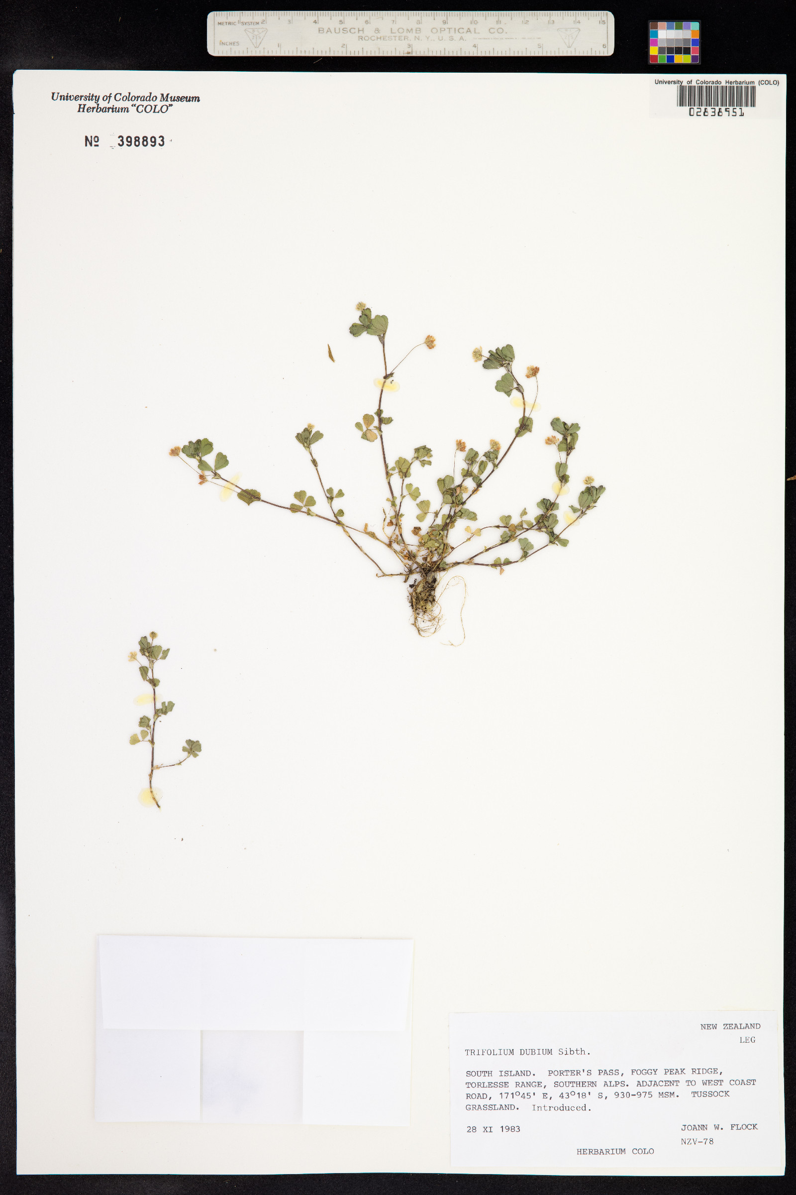 Trifolium dubium image