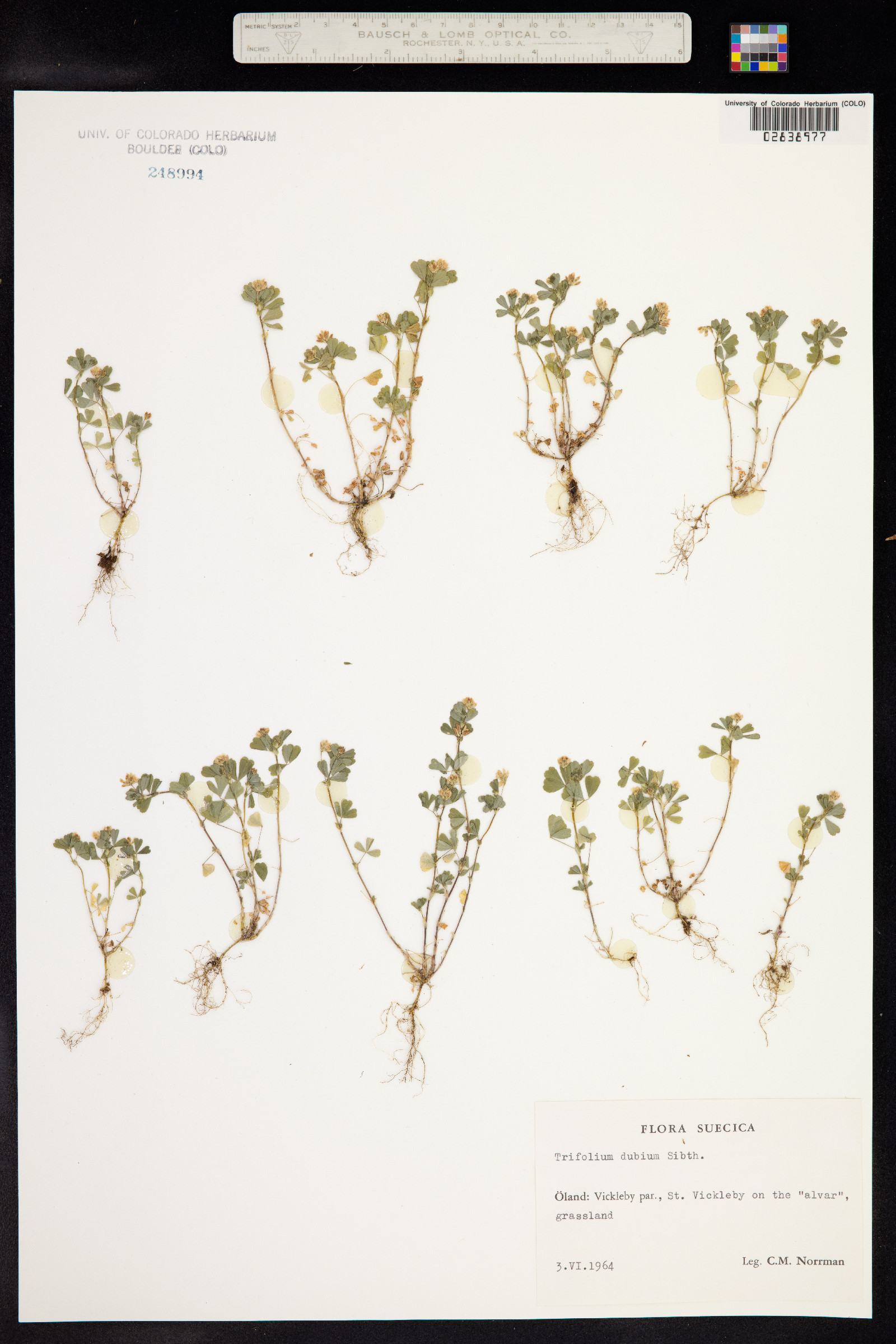 Trifolium dubium image