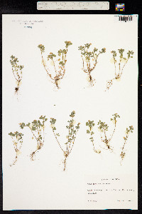 Trifolium dubium image