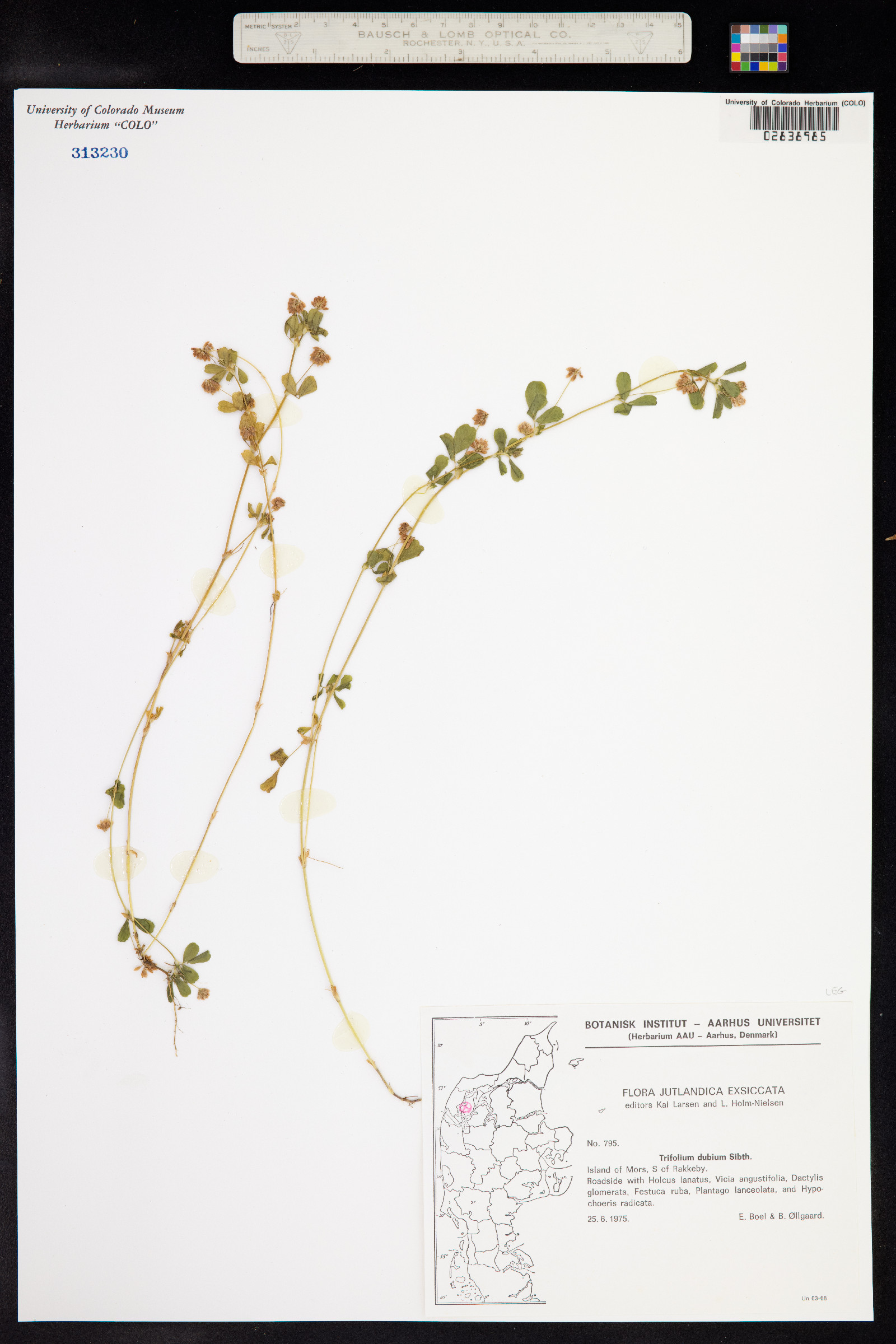 Trifolium dubium image