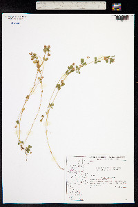 Trifolium dubium image