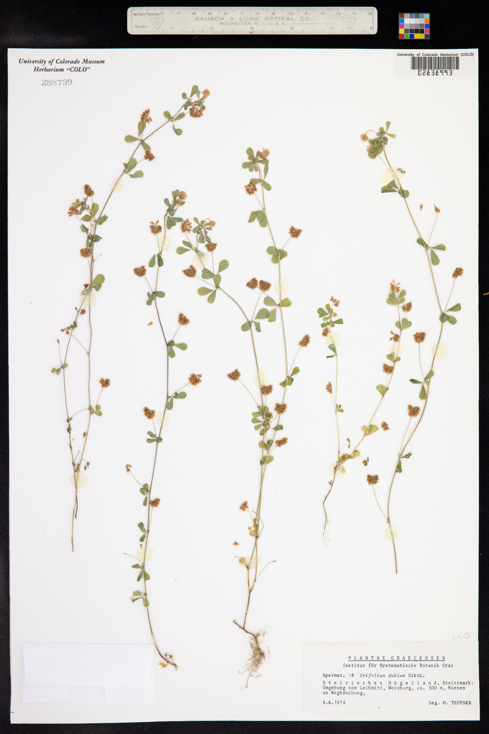 Trifolium dubium image