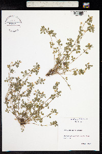 Trifolium dubium image