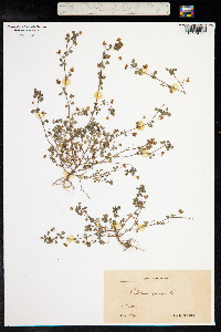 Trifolium dubium image