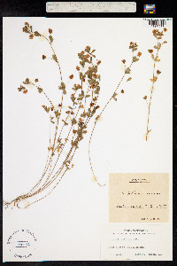 Trifolium dubium image