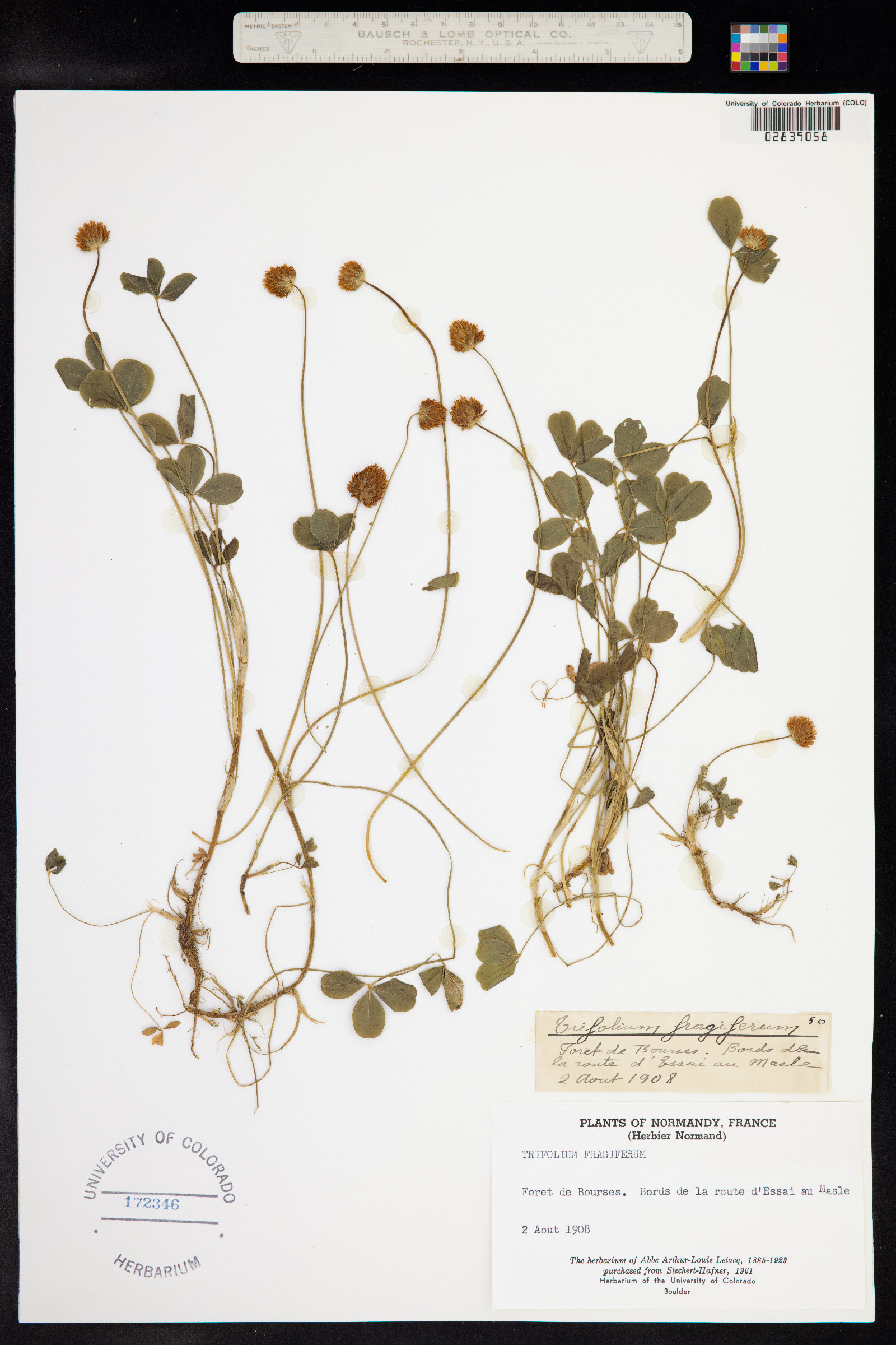 Trifolium fragiferum image