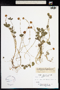 Trifolium fragiferum image