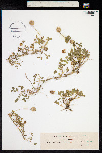 Trifolium fragiferum image