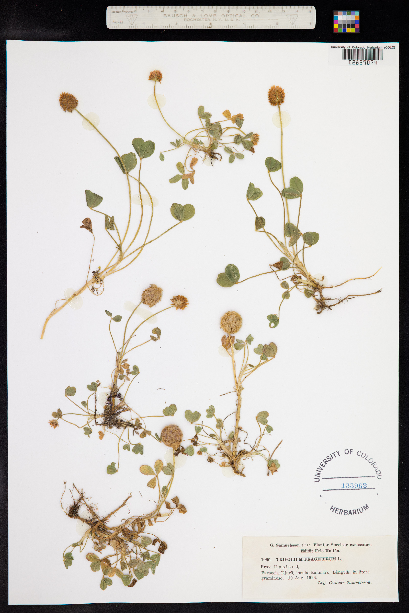 Trifolium fragiferum image