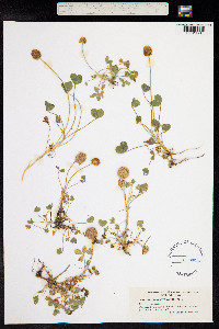 Trifolium fragiferum image