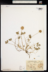 Trifolium fragiferum image