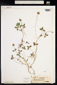 Trifolium fragiferum image