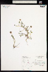 Trifolium fragiferum image