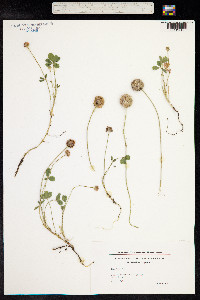 Trifolium fragiferum image