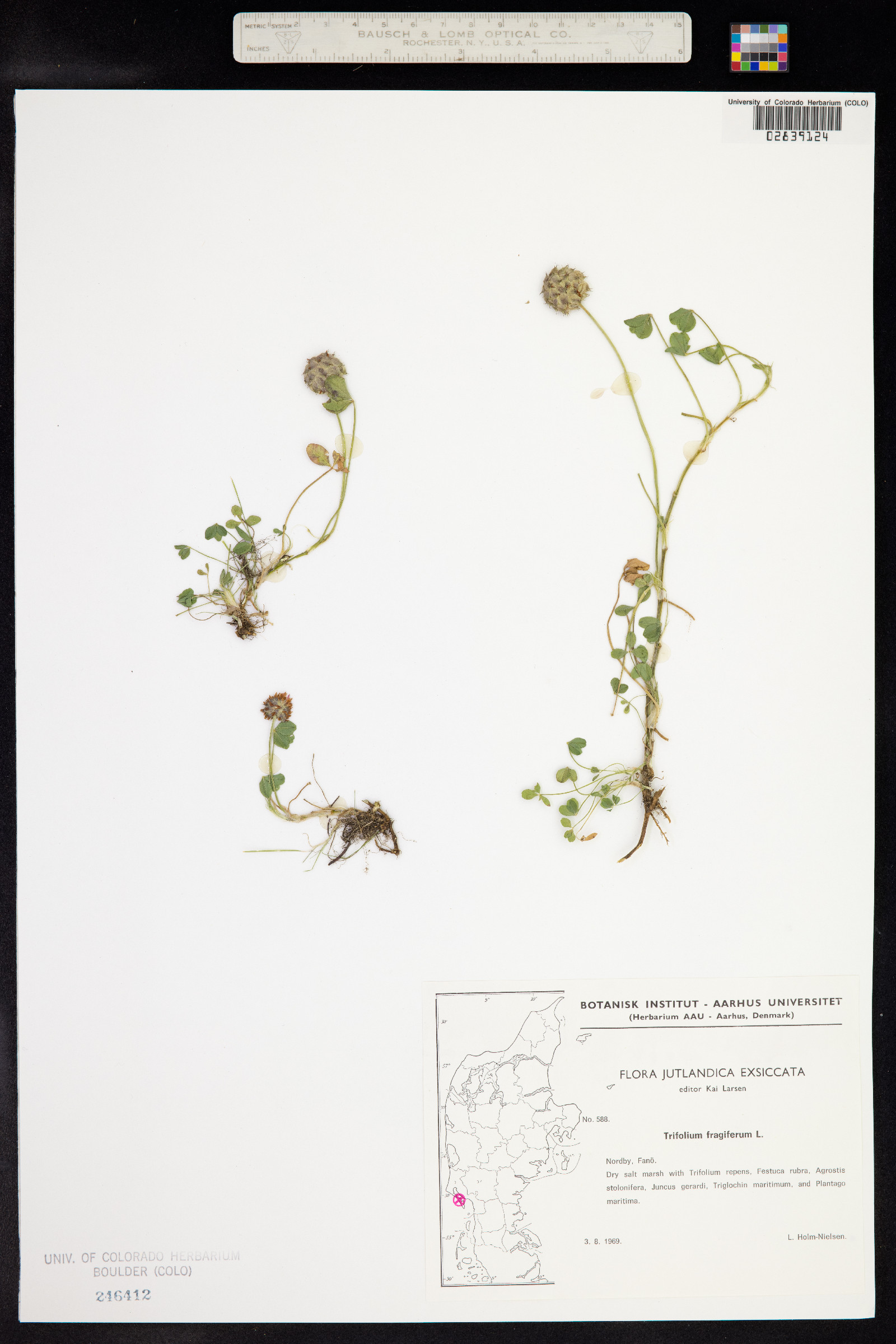 Trifolium fragiferum image