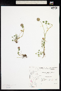 Trifolium fragiferum image