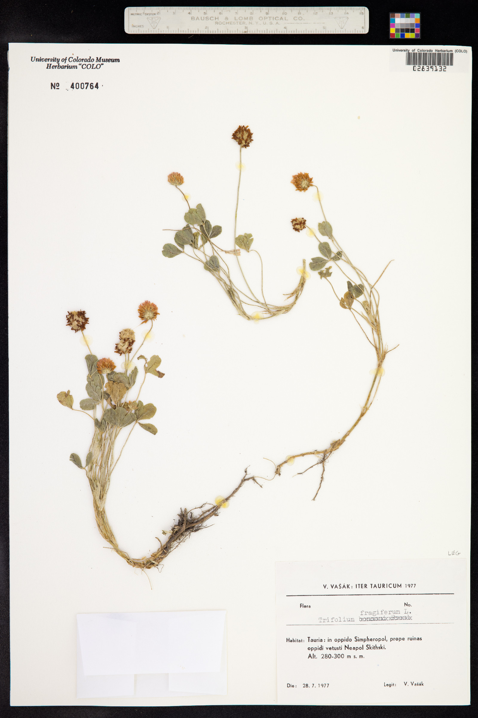 Trifolium fragiferum image