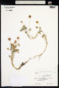 Trifolium fragiferum image