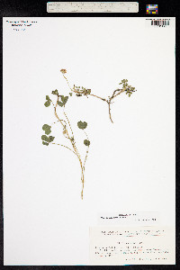 Trifolium fragiferum image