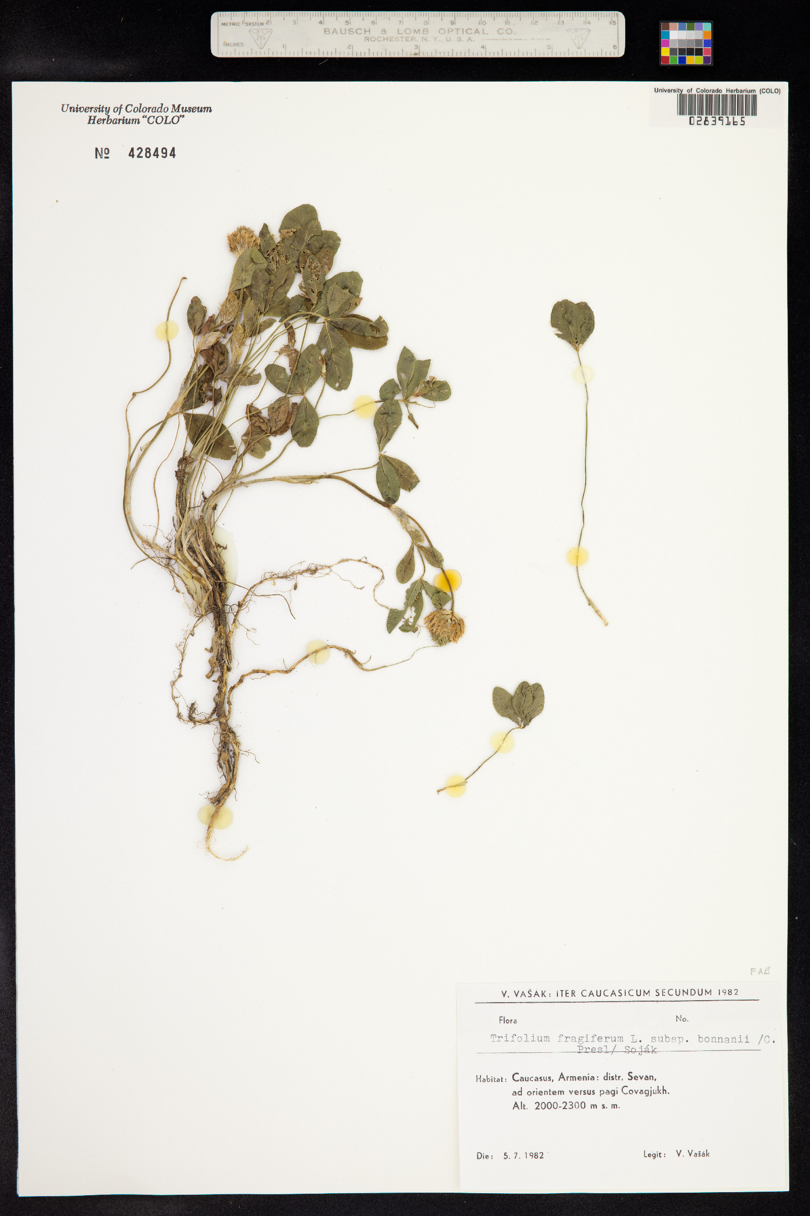 Trifolium fragiferum image