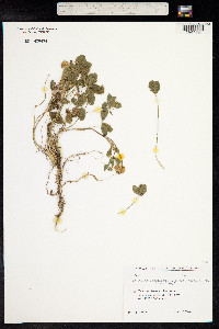 Trifolium fragiferum image