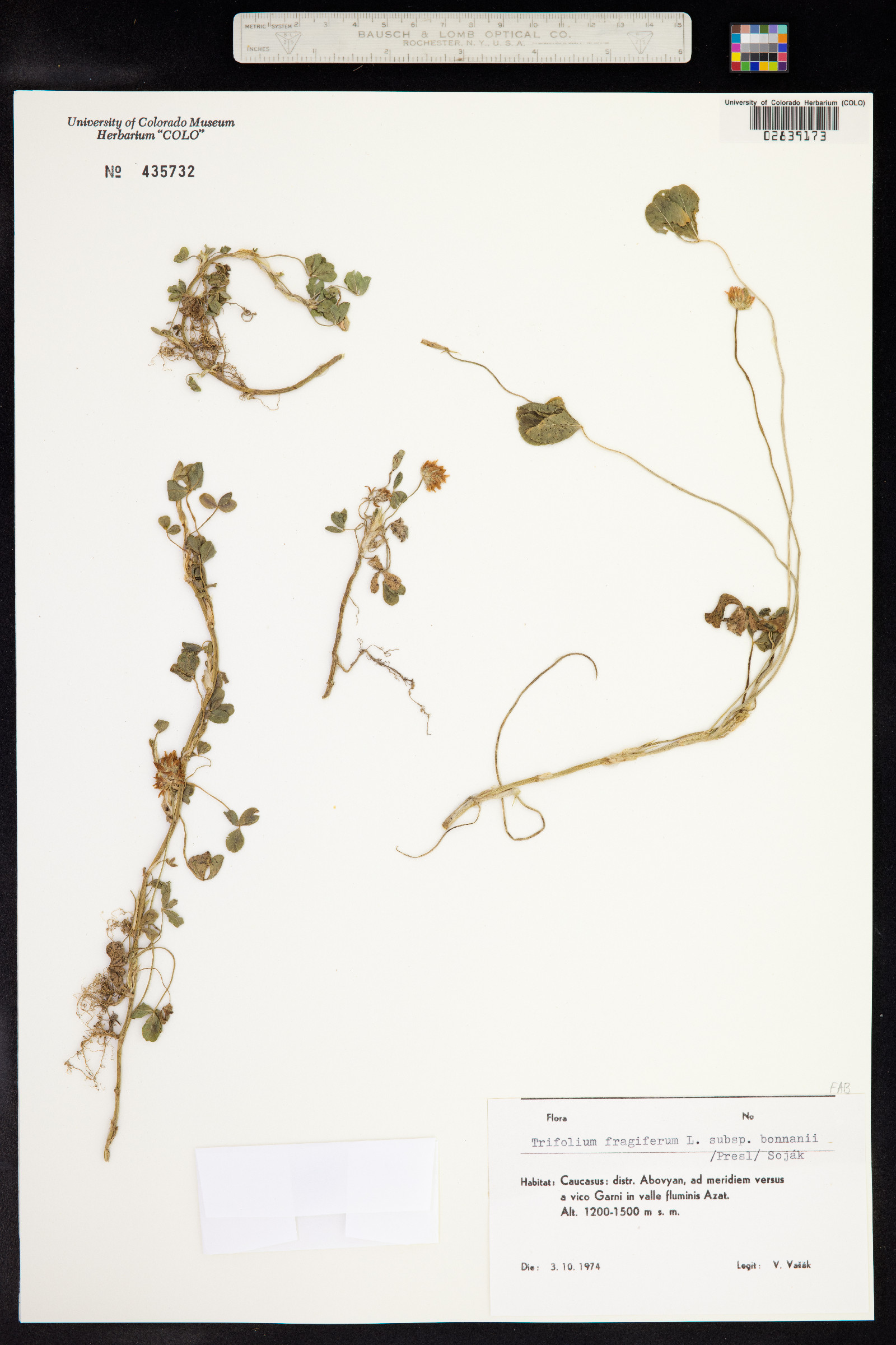 Trifolium fragiferum image