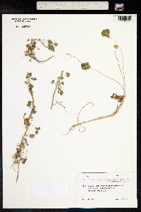 Trifolium fragiferum image