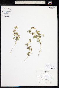 Trifolium glomeratum image