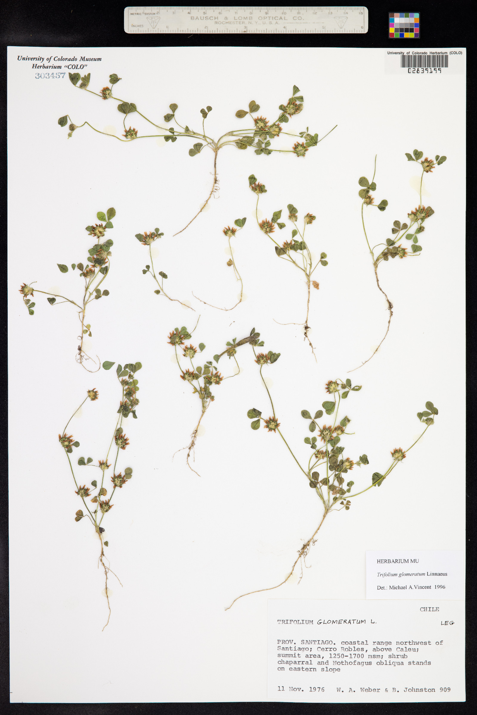 Trifolium glomeratum image