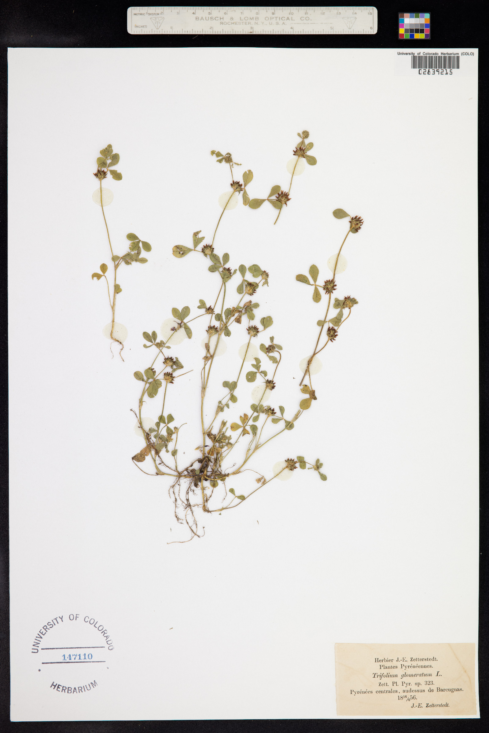 Trifolium glomeratum image