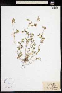 Trifolium glomeratum image