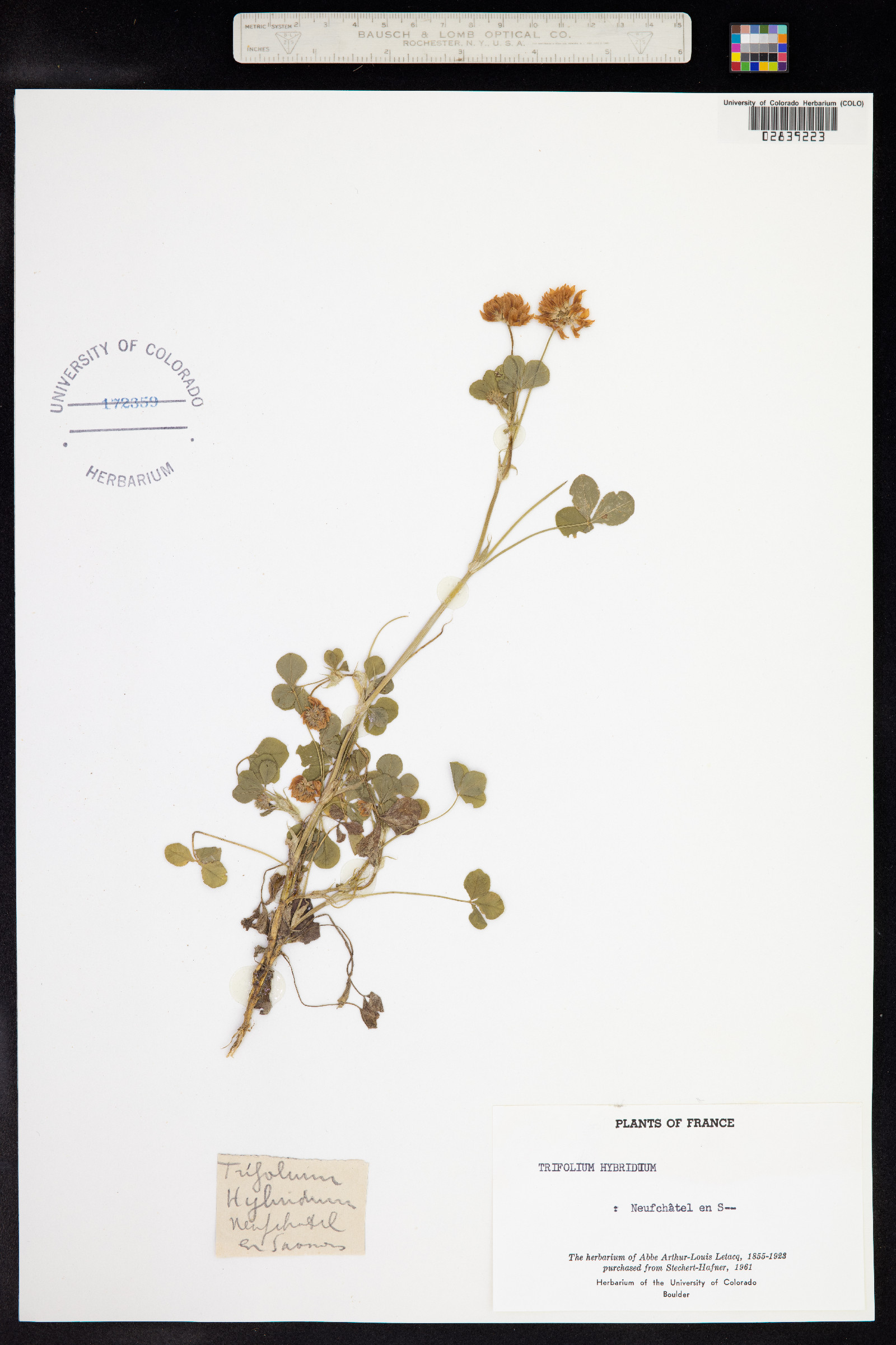 Trifolium hybridum image