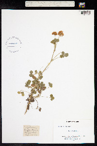 Trifolium hybridum image