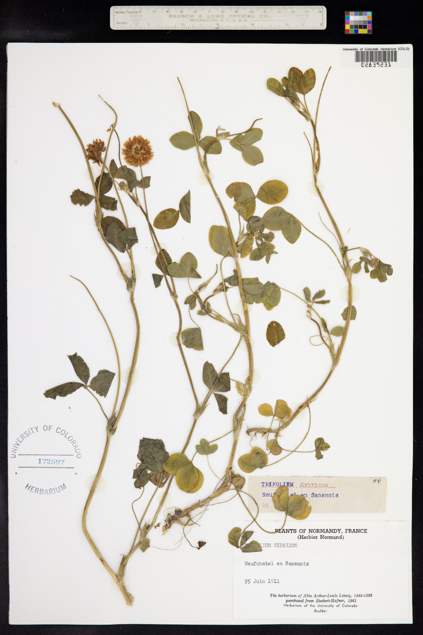 Trifolium hybridum image