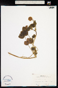 Trifolium hybridum image