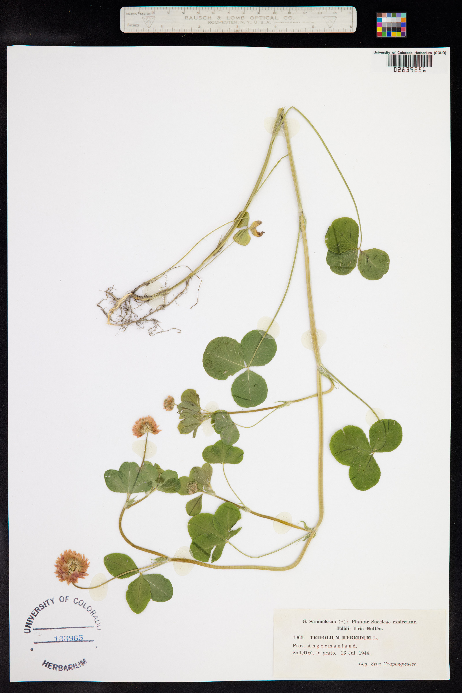 Trifolium hybridum image
