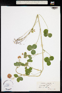 Trifolium hybridum image