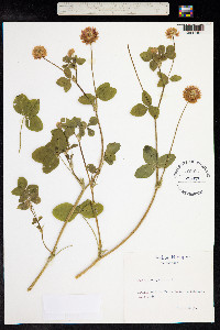 Trifolium hybridum image