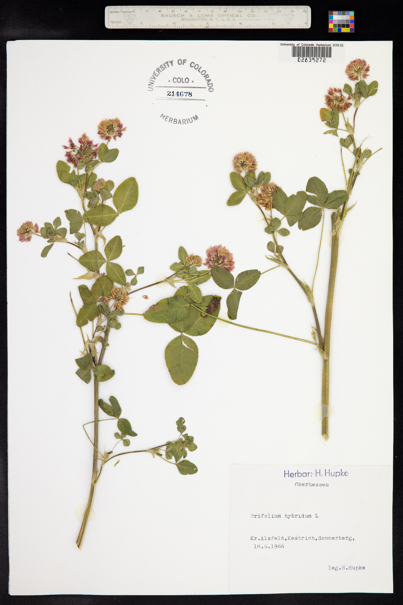Trifolium hybridum image