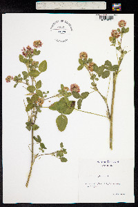 Trifolium hybridum image