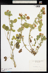 Trifolium hybridum image