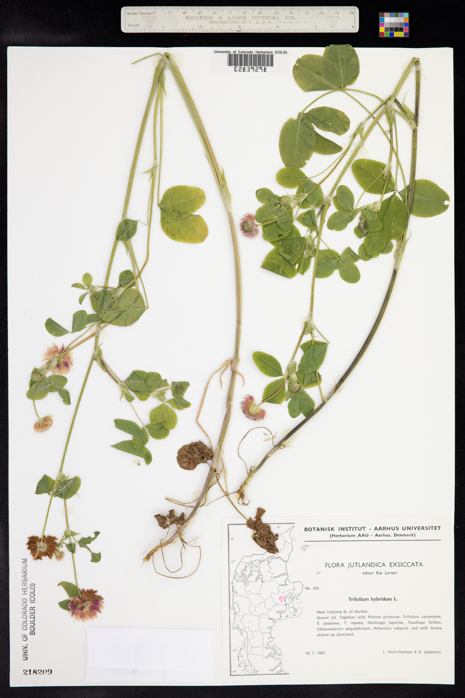 Trifolium hybridum image