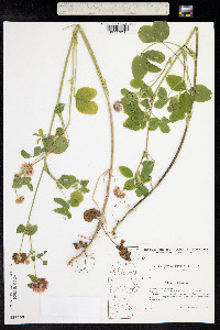 Trifolium hybridum image