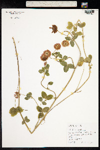 Trifolium hybridum image