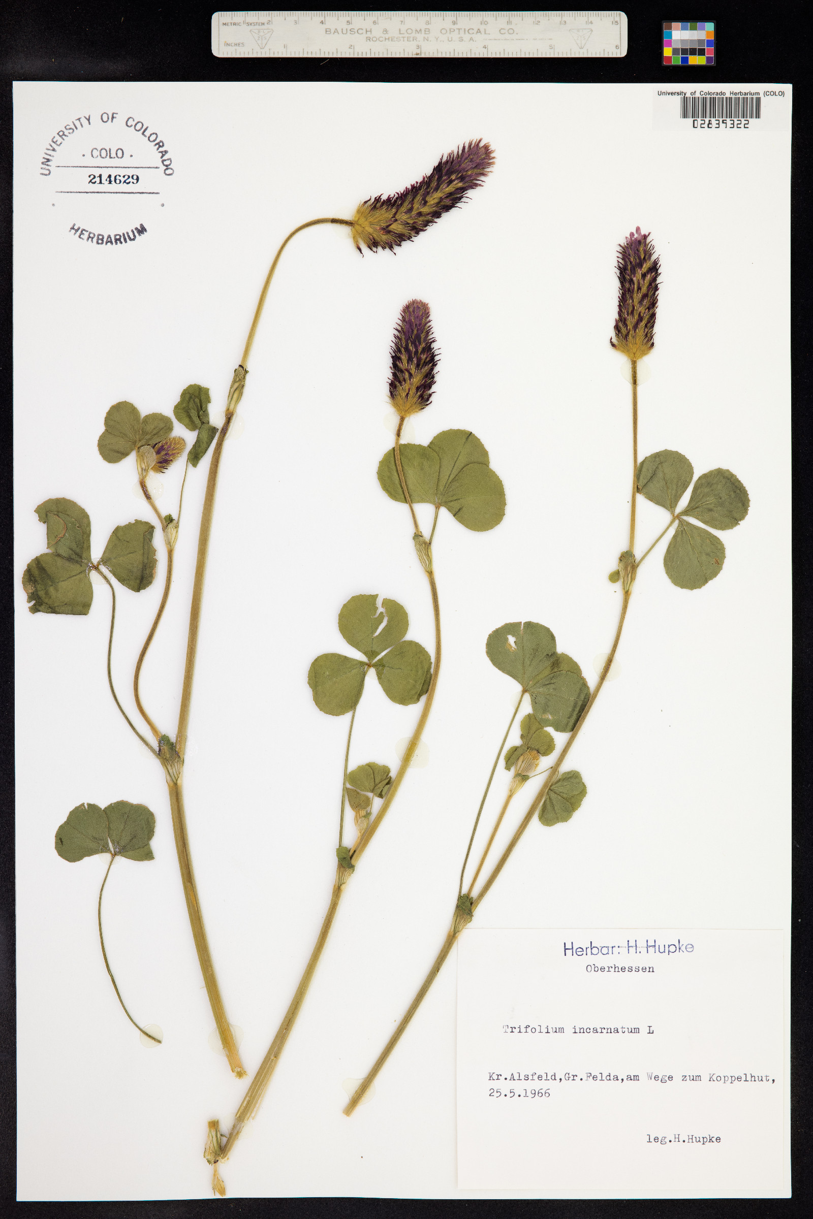 Trifolium incarnatum image
